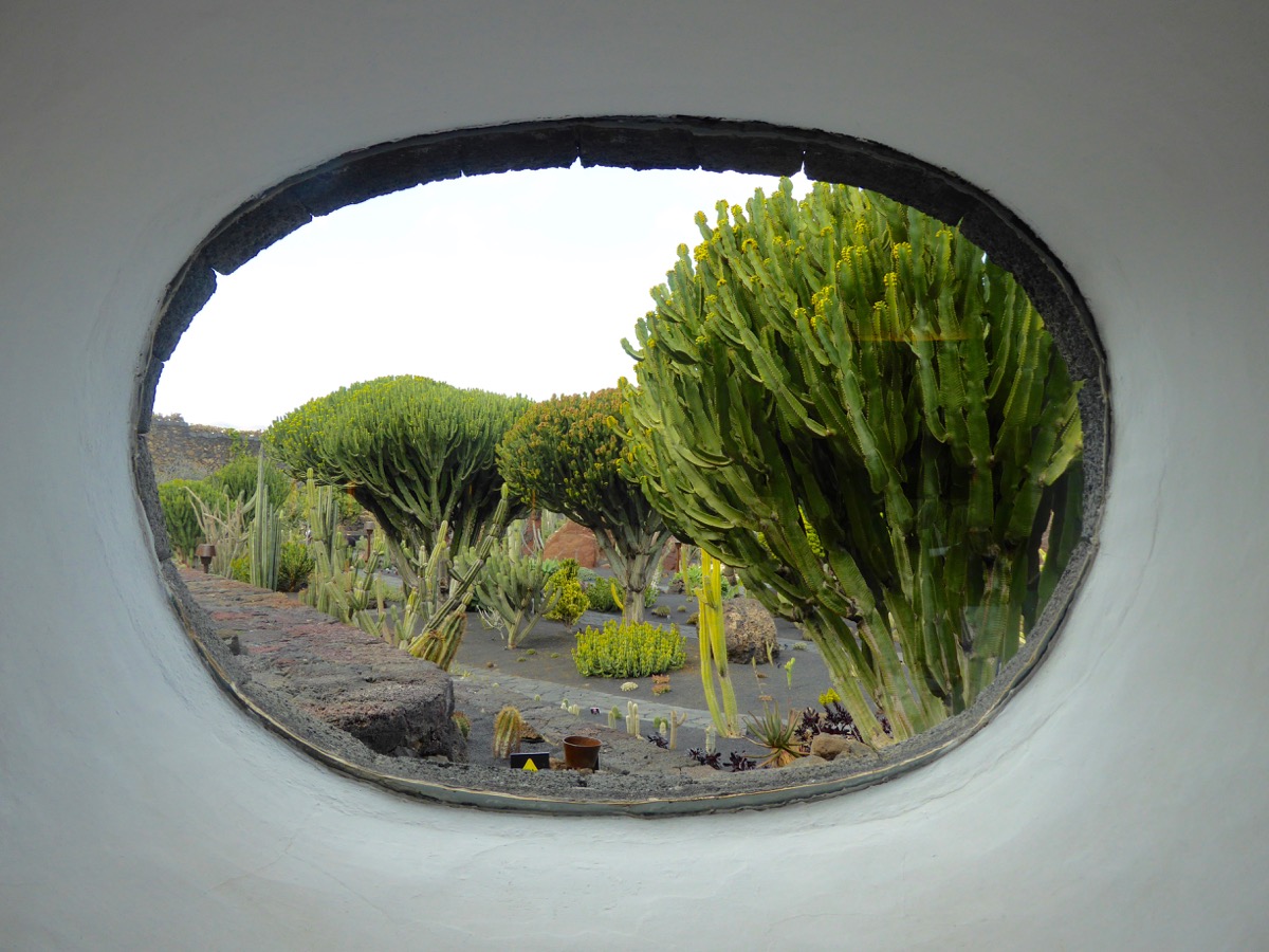 jardin de cactus