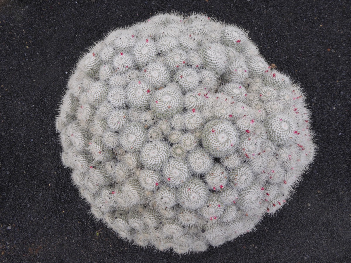 jardin de cactus